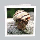 Tierkarte_Schnecke_T006