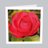 Blumenkarte mit Wassertropfen