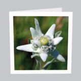 Blumenkarte Edelweiss