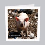 Schwein-gehabt-S013