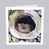 Tierkarte Fuchs