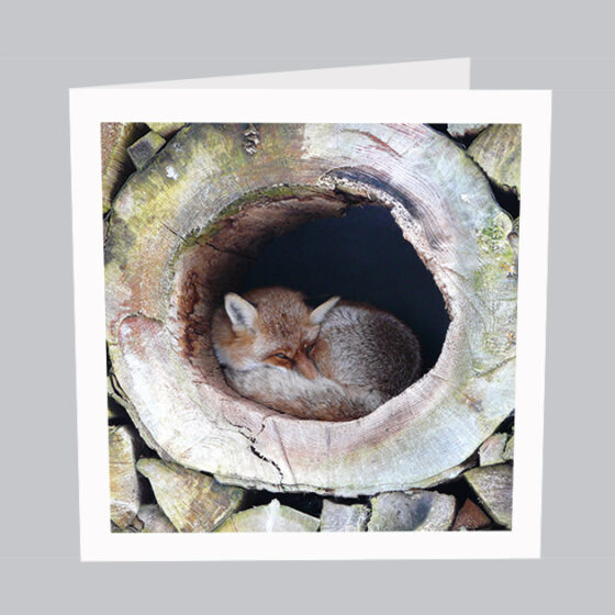 Tierkarte Fuchs