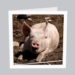 Schwein Alp Gummen